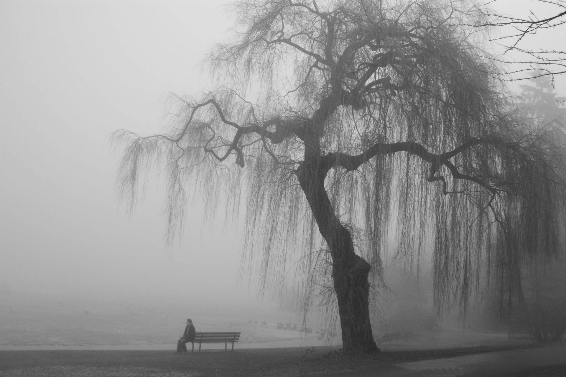 Depressed Man In Foggy Park Background