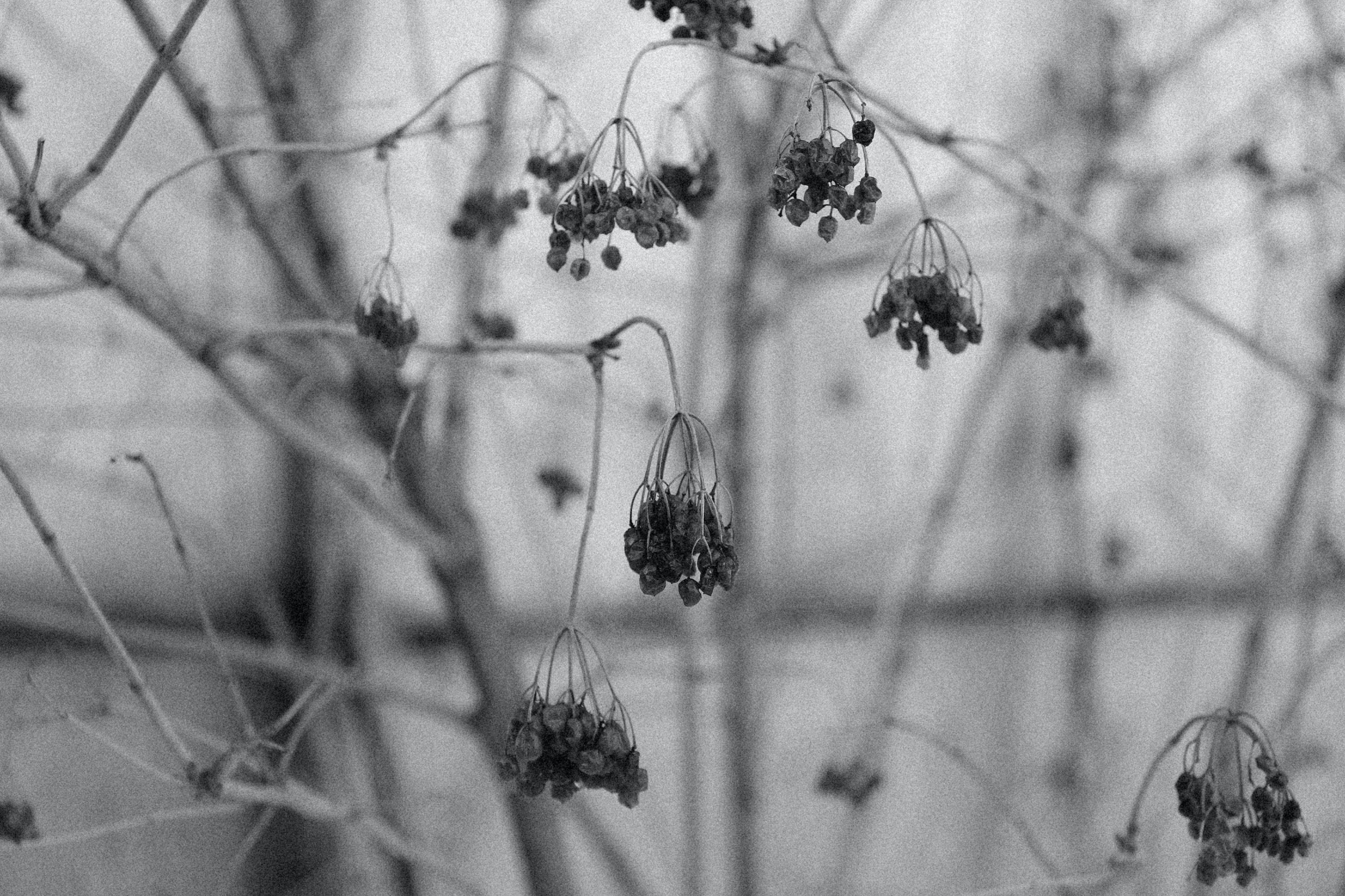 Depression Aesthetic Dead Flowers Background