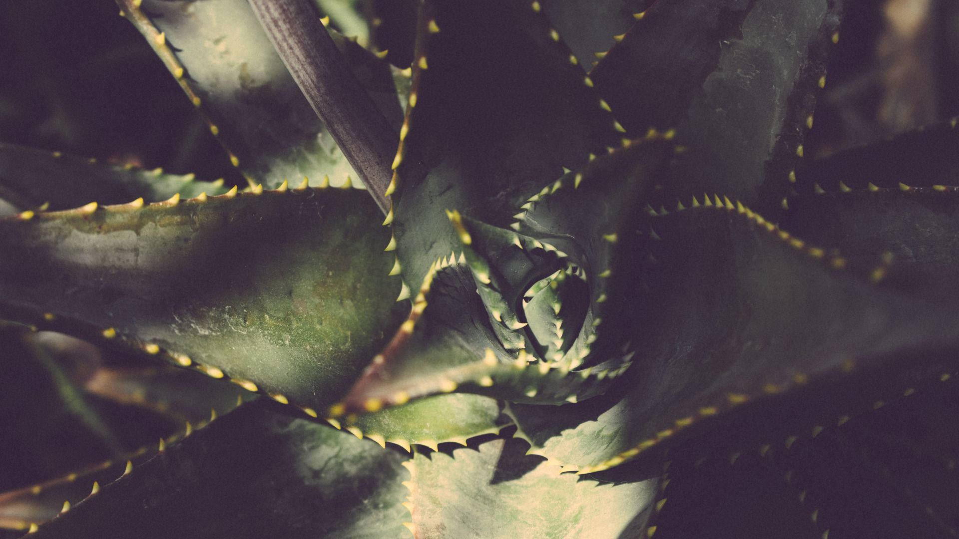 Desaturated Aloe Vera Top View Background