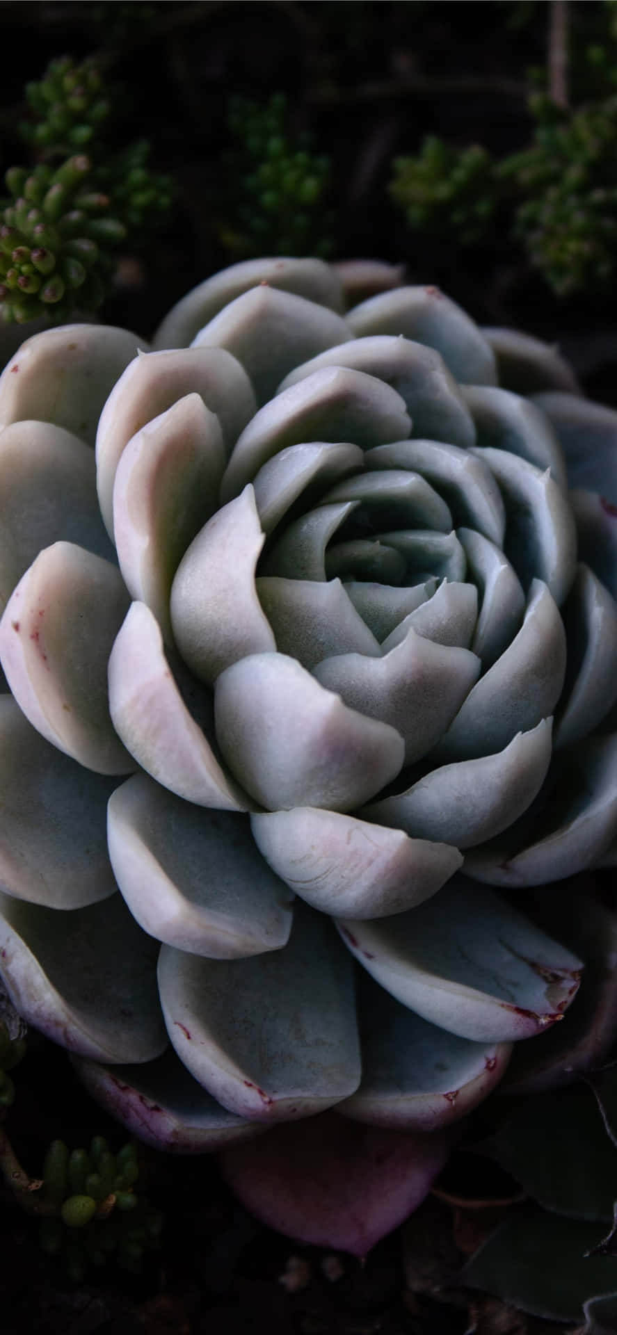 Desaturated Close-up Succulent Iphone Background