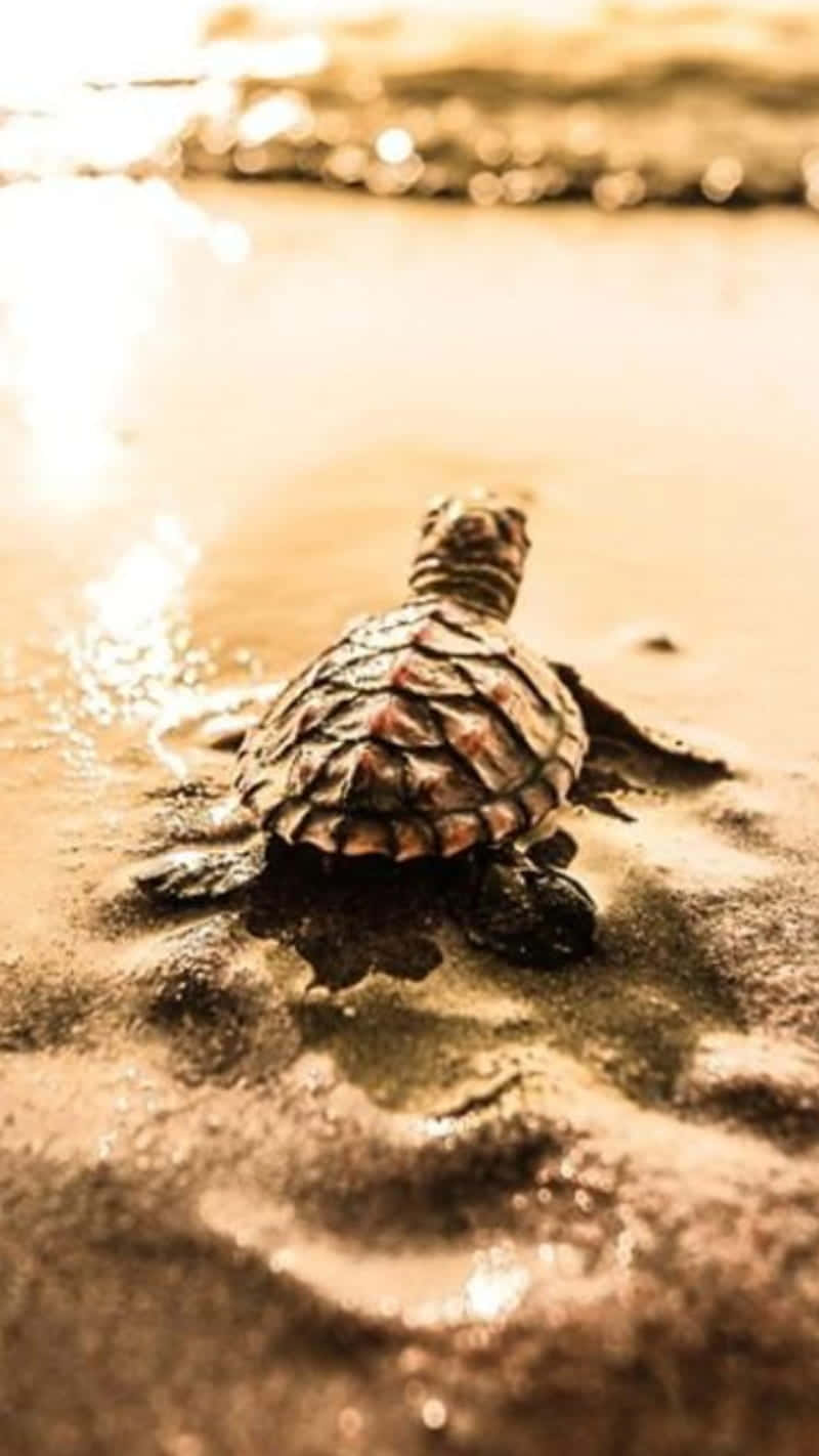 Description- A Close-up Image Of A Baby Turtle Wading In The Water. Its Shell Is Bright Shades Of Green, Yellow And Orange. The Turtle Is Adventurous And Exploring The World. Background