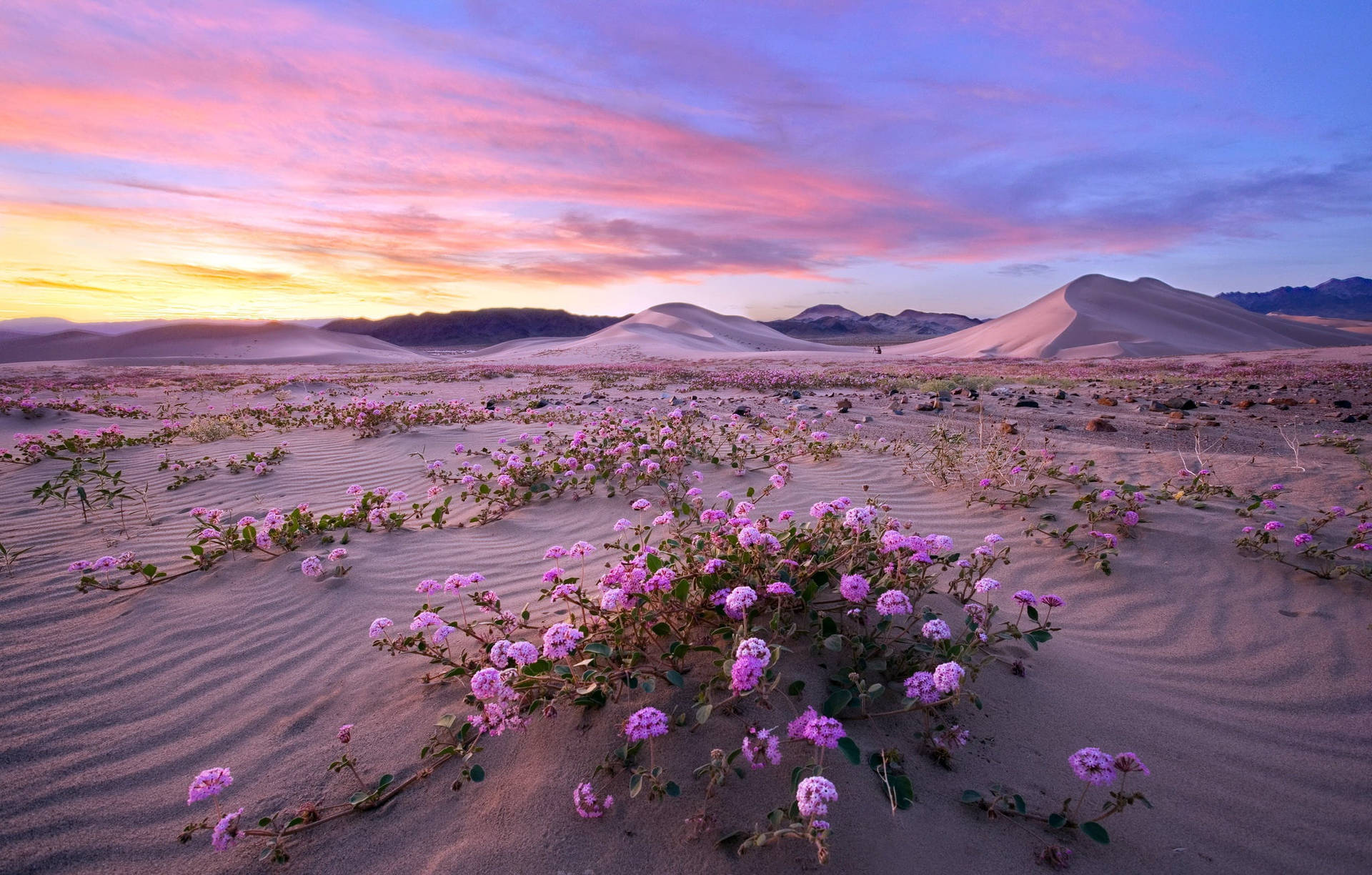 Desert Blooming Death Valley