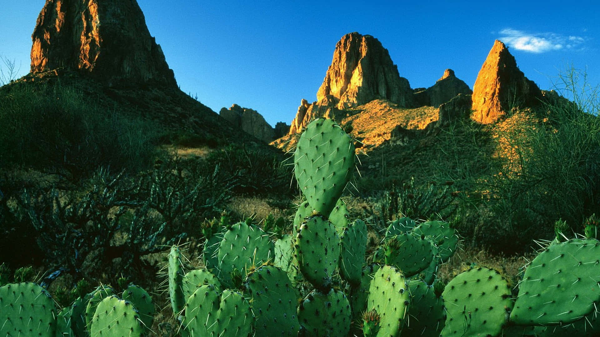 Desert_ Cactus_ Against_ Mountain_ Backdrop.jpg Background