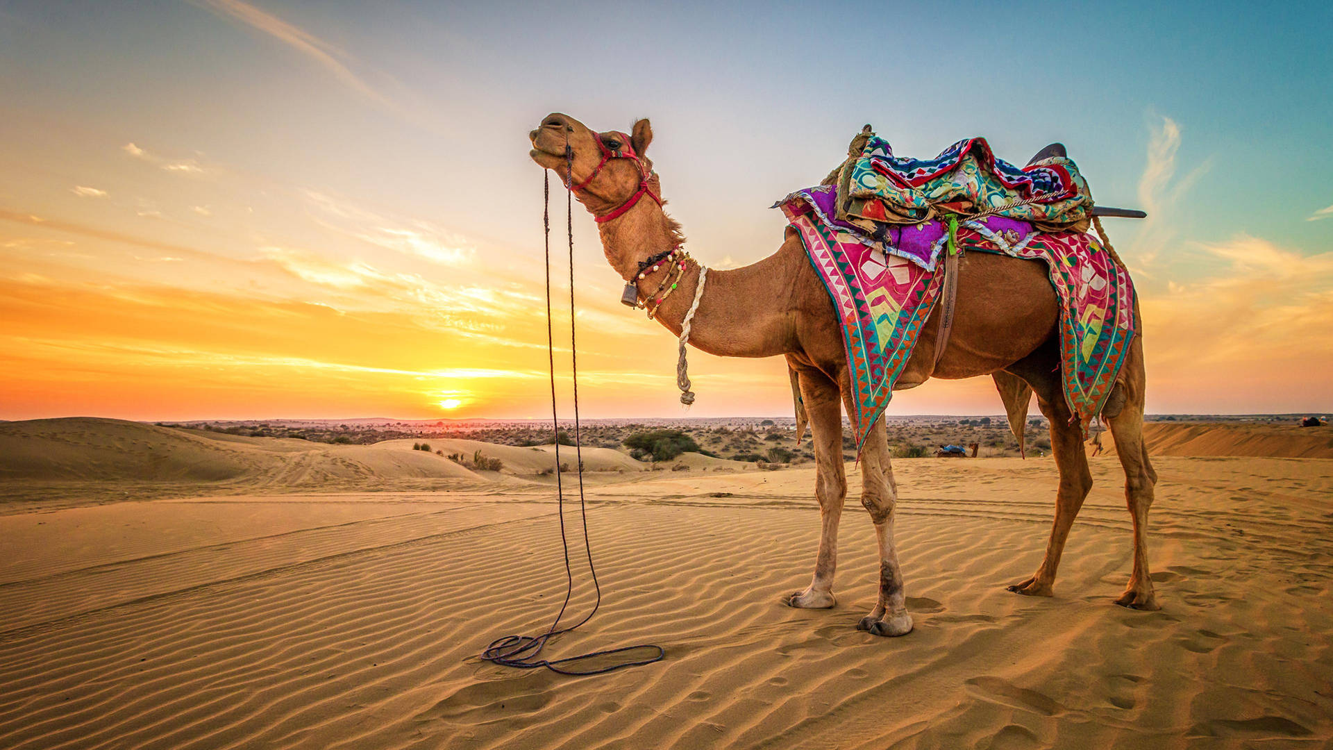 Desert Camel Photography Background