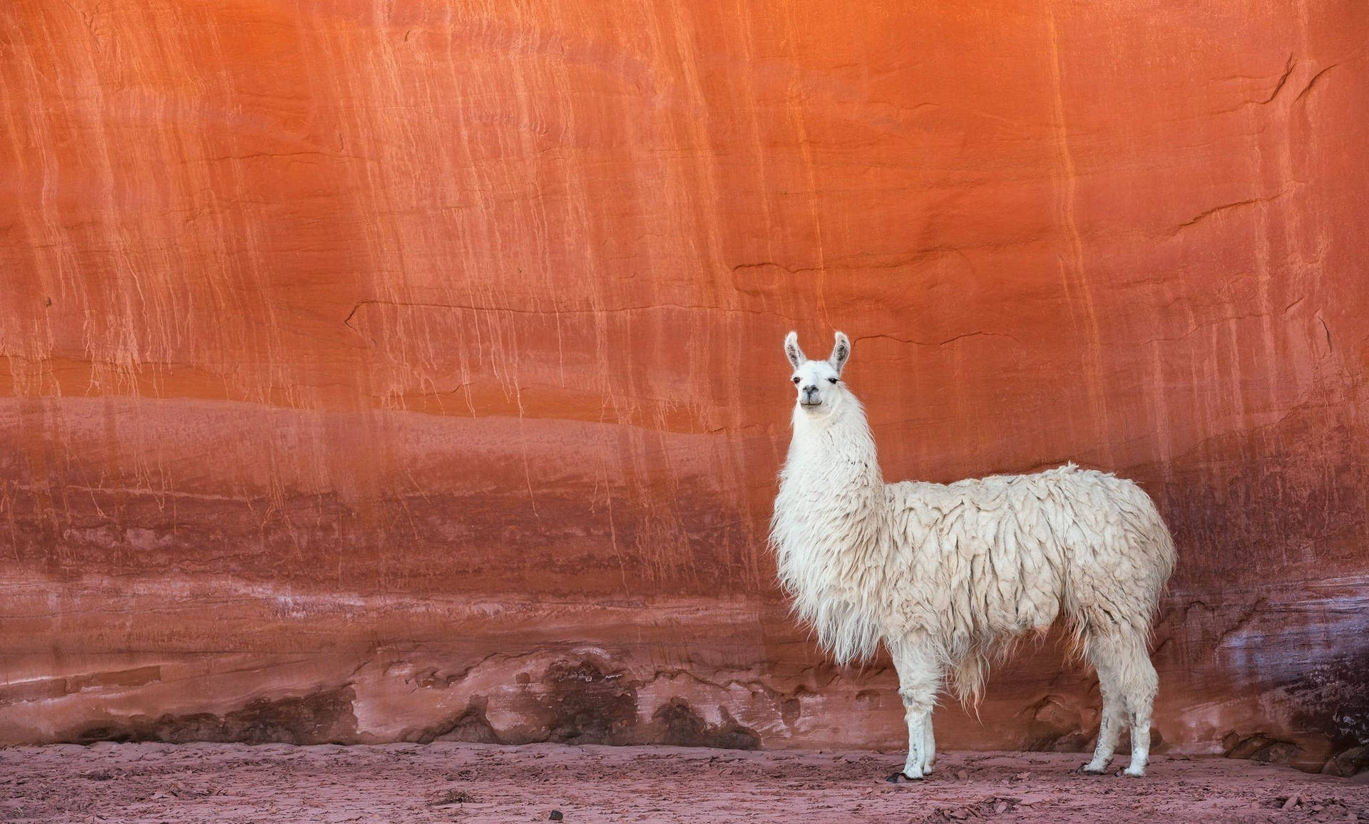 Desert Llama Background