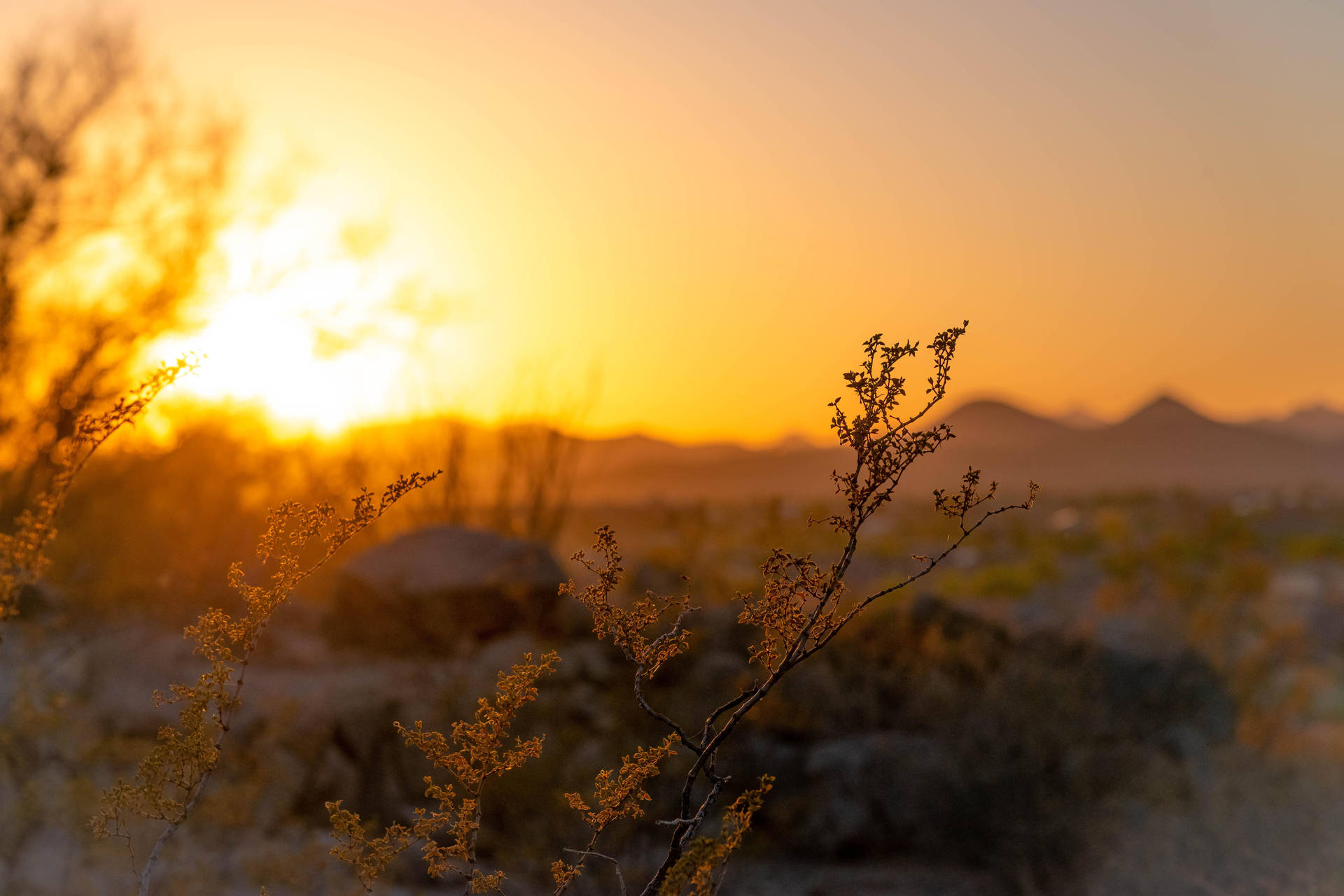 Desert Nature Blur Background Background