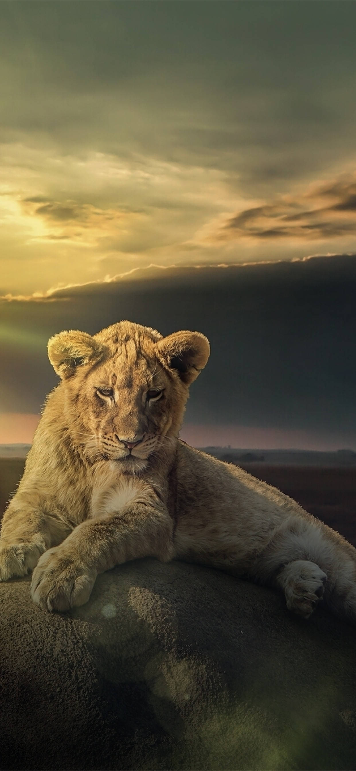 Desert Sand Maneless Lion Iphone Background