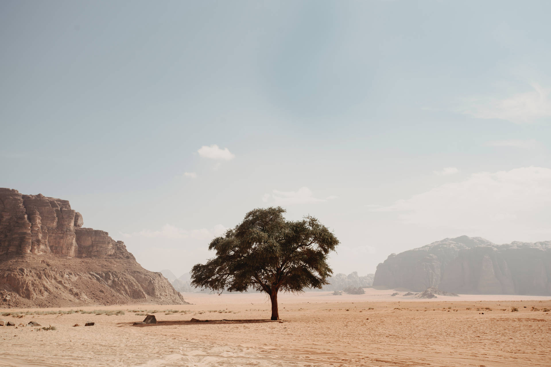 Desert Tree Hd Landscape Desktop Background