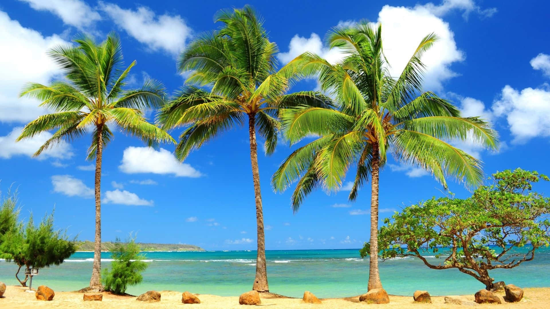 Desktop Wallpaper With A Tropical Palm Tree Background
