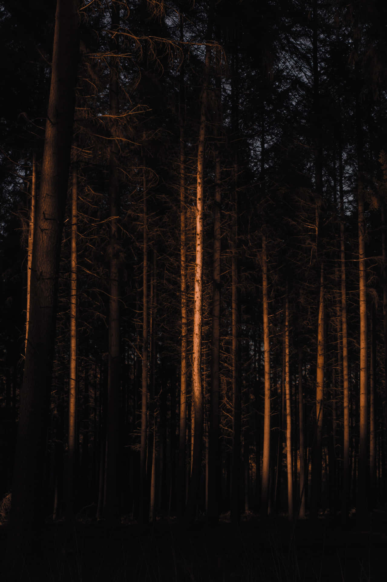 Desolate Dark Forest Portrait Background