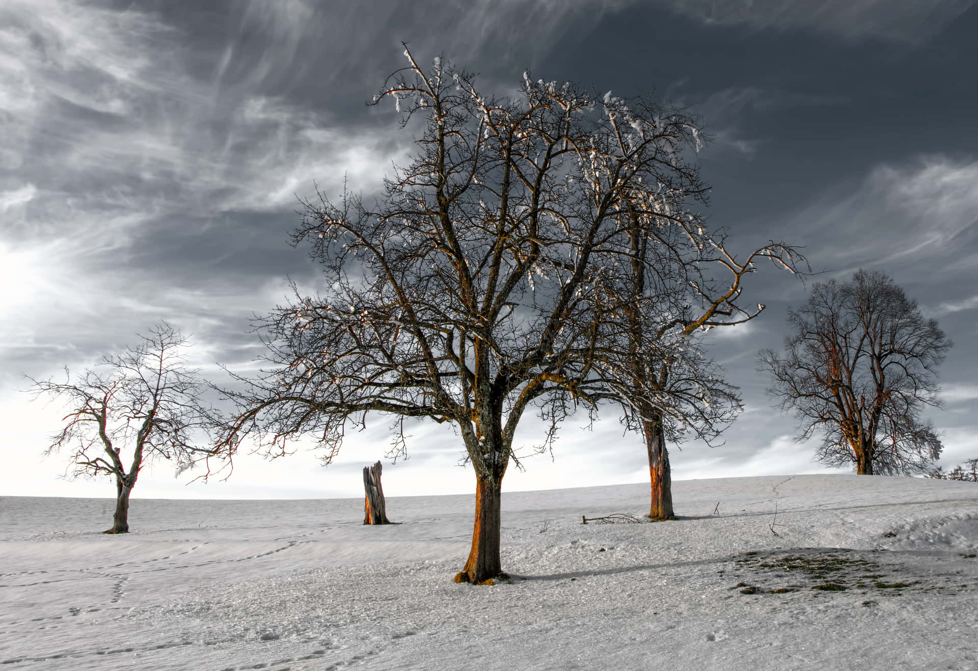 Desolate Dead Tree Snow Background