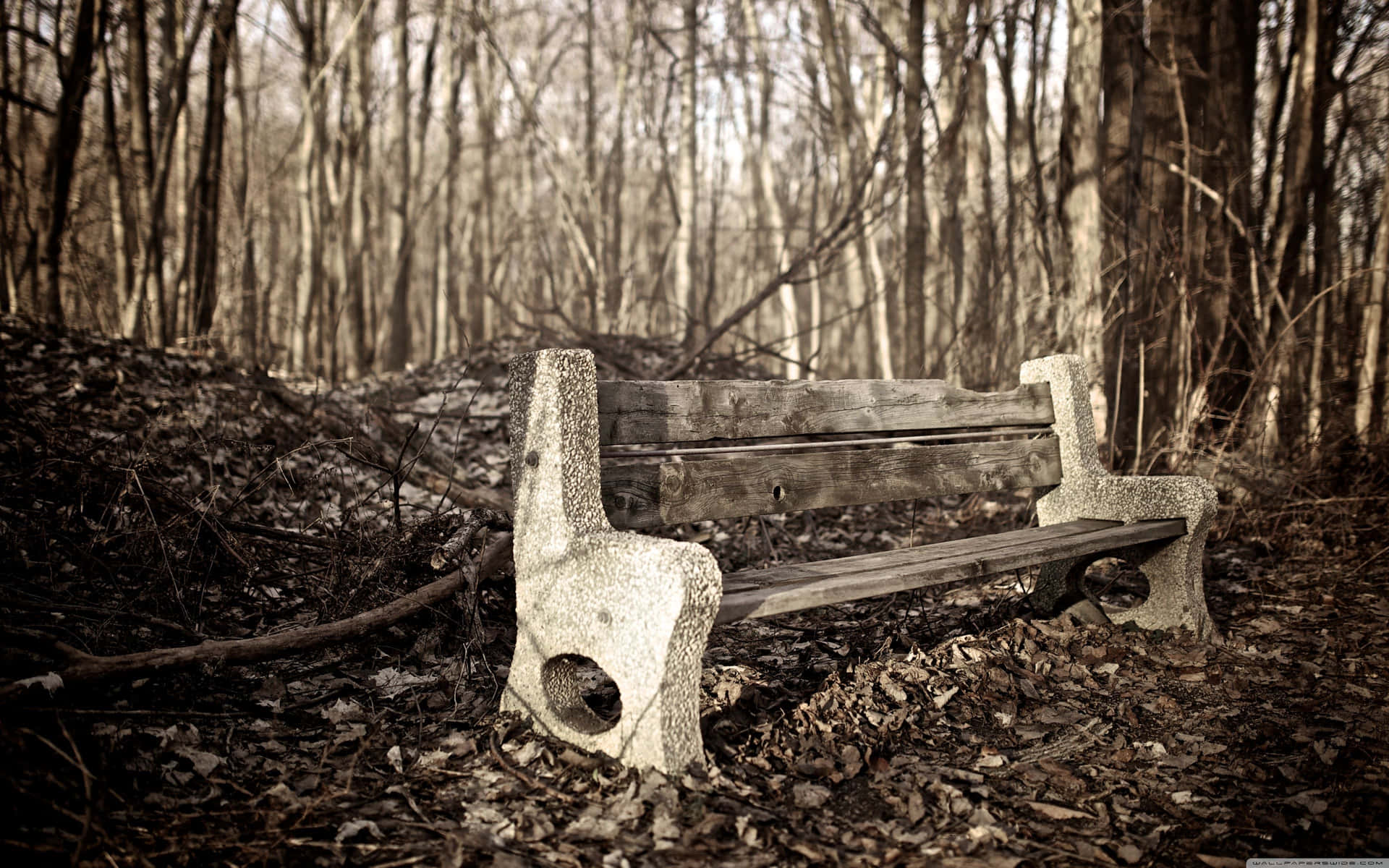 Desolate Forest Bench Background