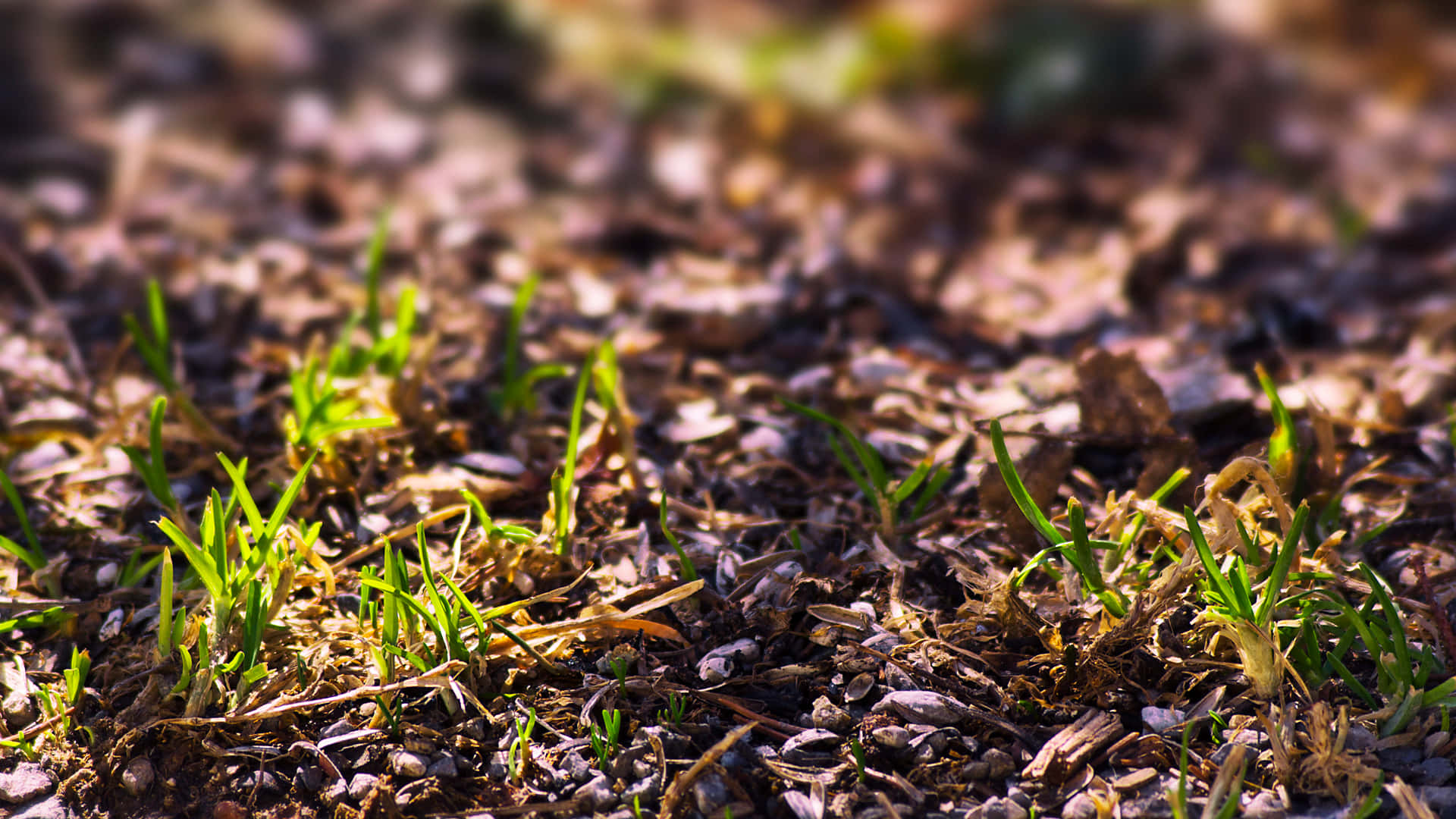 Desolate Soil With Decayed Grass Background