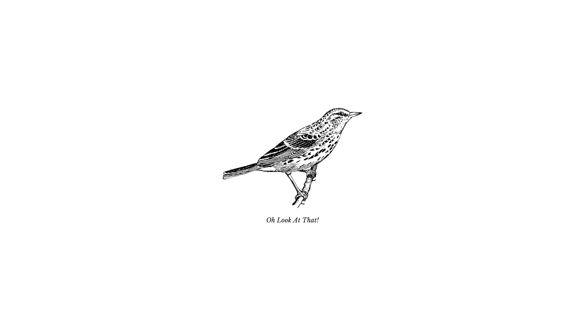 Detailed Bird Drawing In Cute White Aesthetic Background