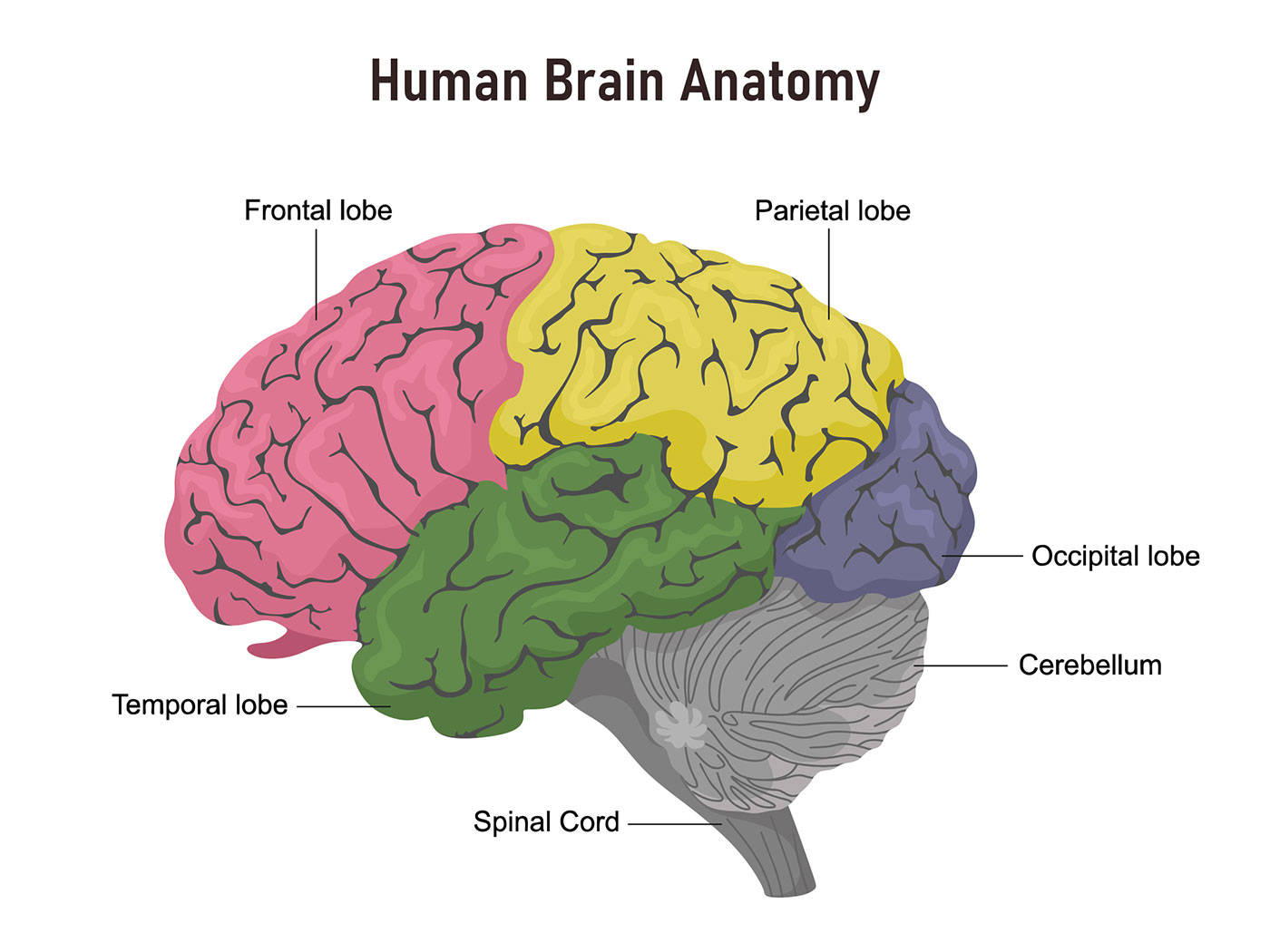 Detailed Human Brain Anatomy Illustration