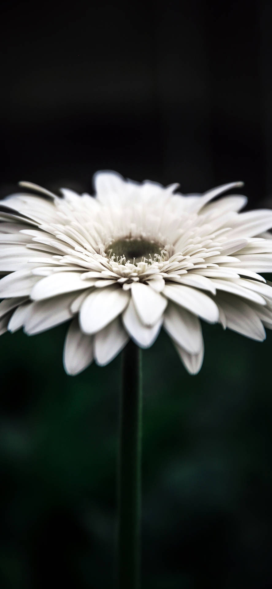 Details Of A White Flower Iphone Background