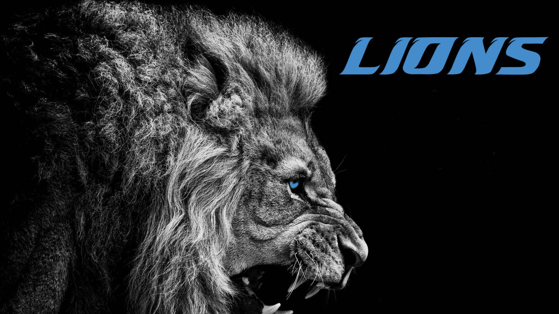 Detroit Lions Lion’s Head Background
