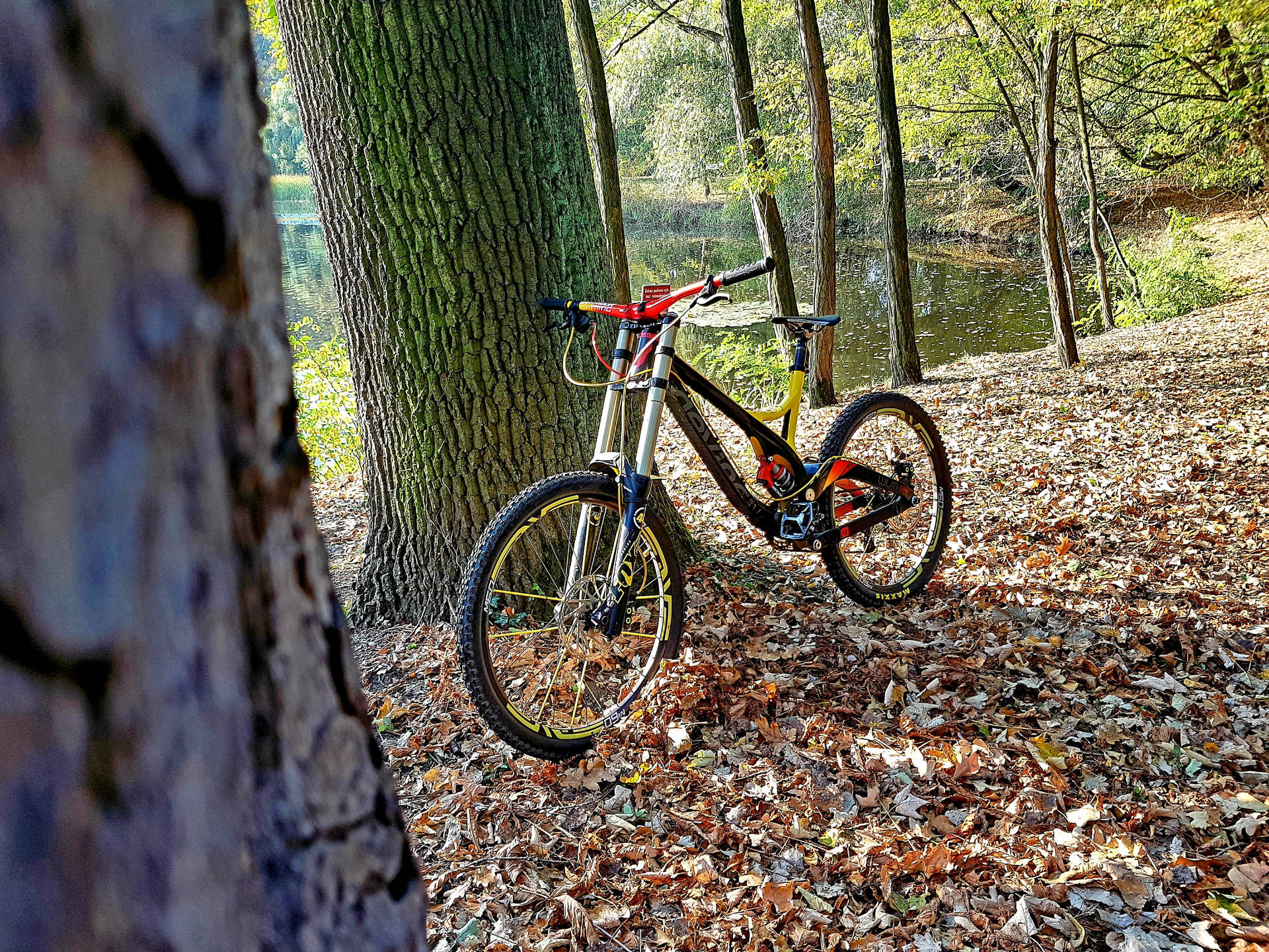 Devinci Mountain Bike At Forest