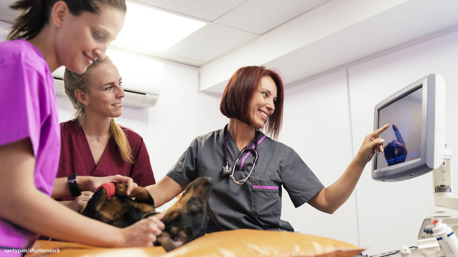 Devoted Veterinarians Performing Treatment On A Dachshund Dog Background