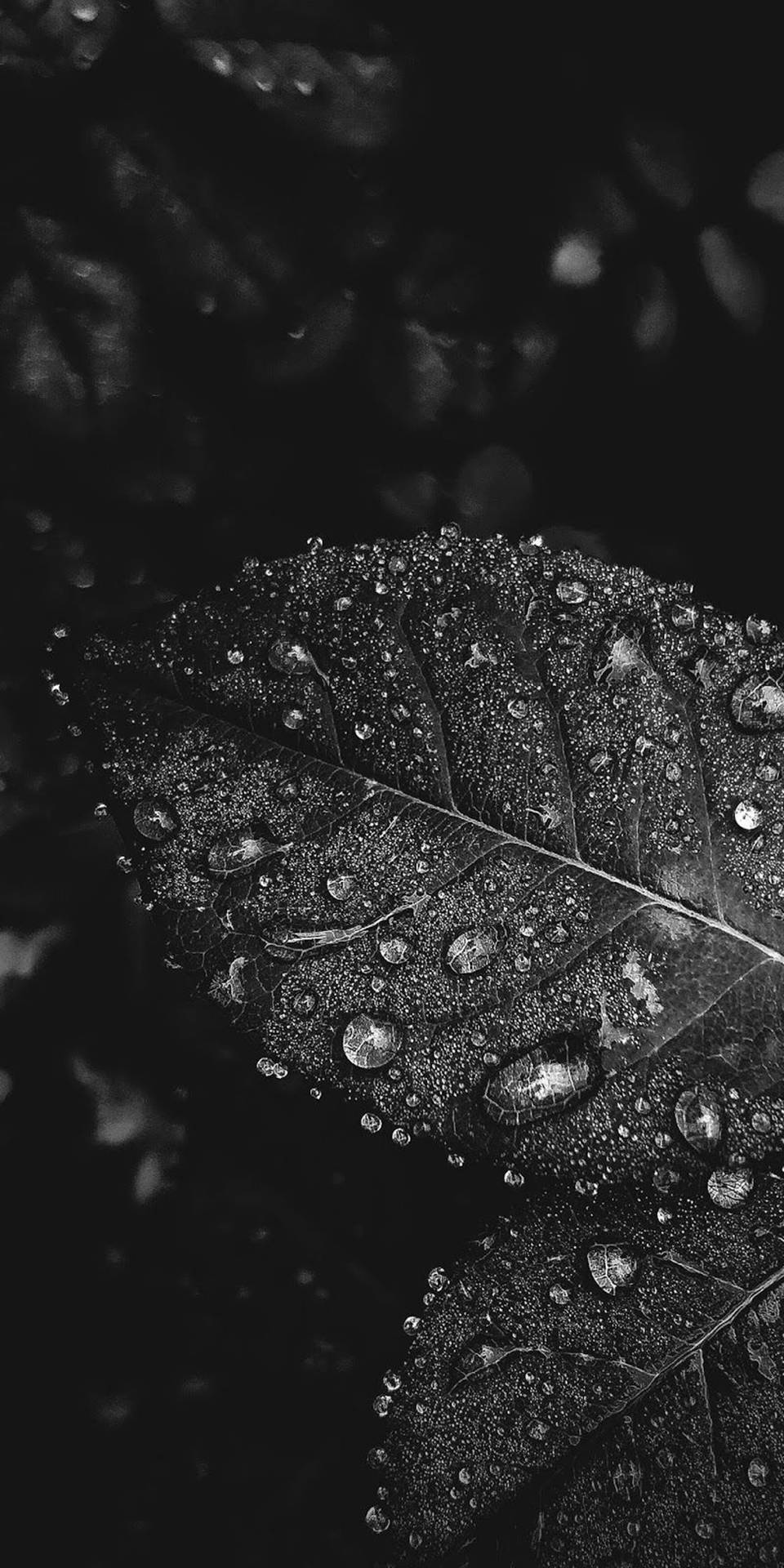 Dew Drops On Leaves Black White Iphone Background