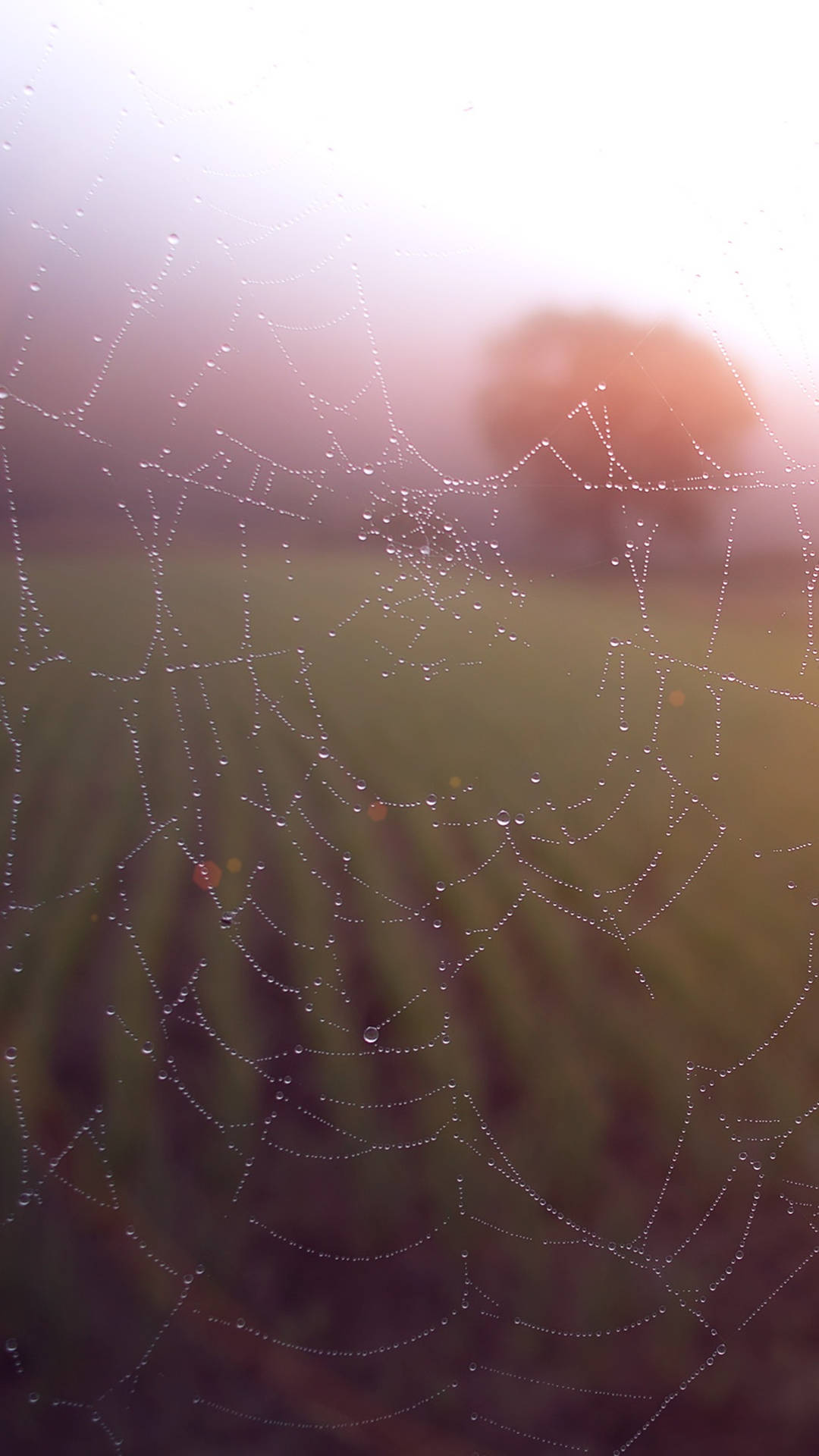 Dew Drops On Spider Web Smartphone Background Background