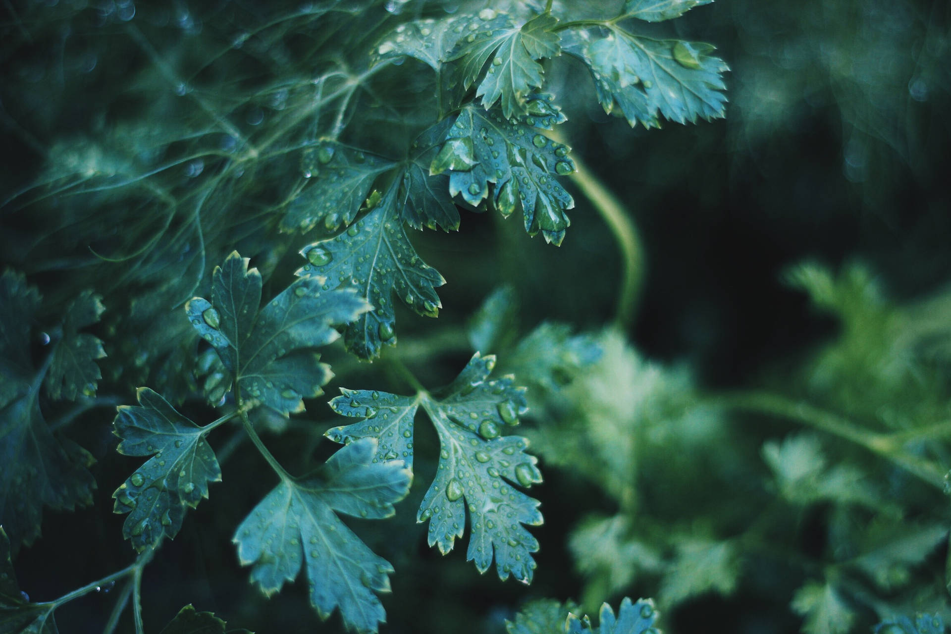 Dew Drops Plants Background