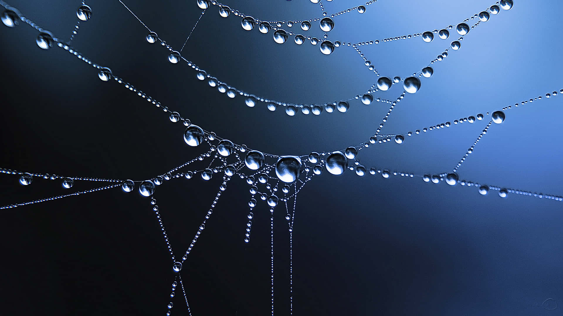 Dew Dropson Spider Web Background