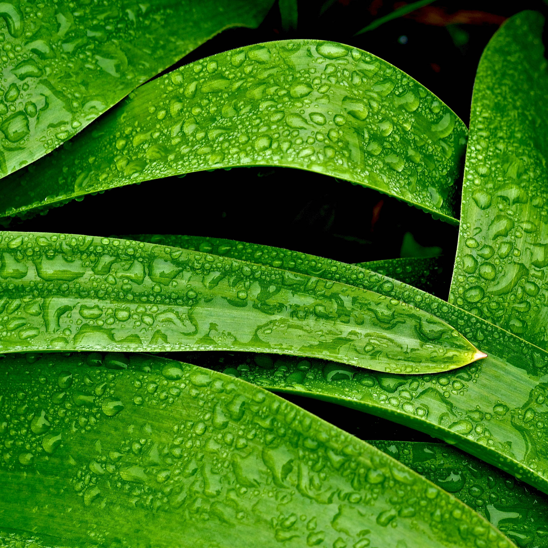 Dew On Green Leaves Background