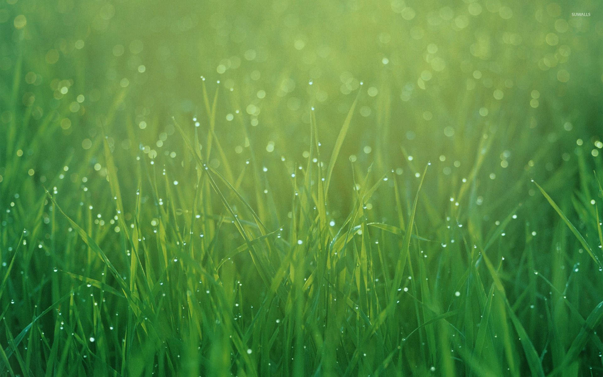 Dewdrops On Grass Close-up Background