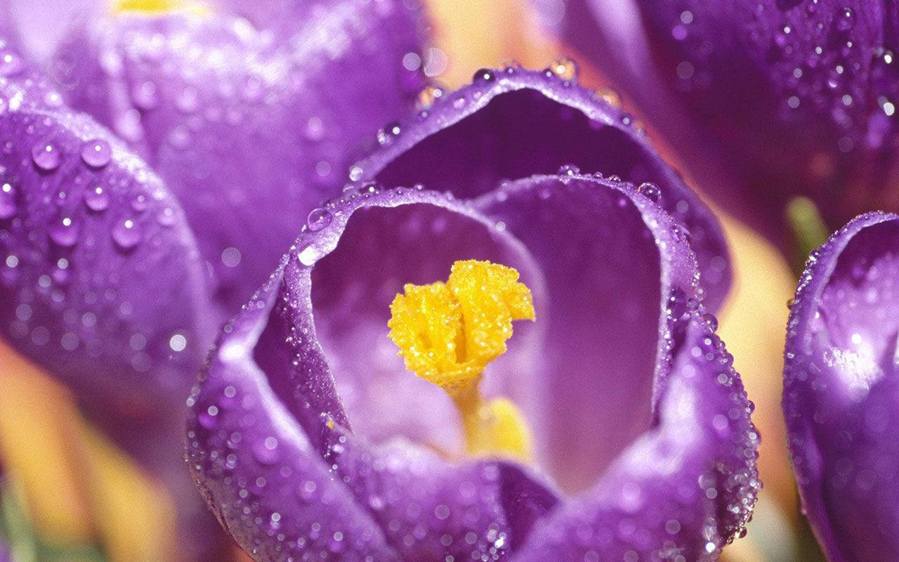 Dews On A Saffron Crocus Background