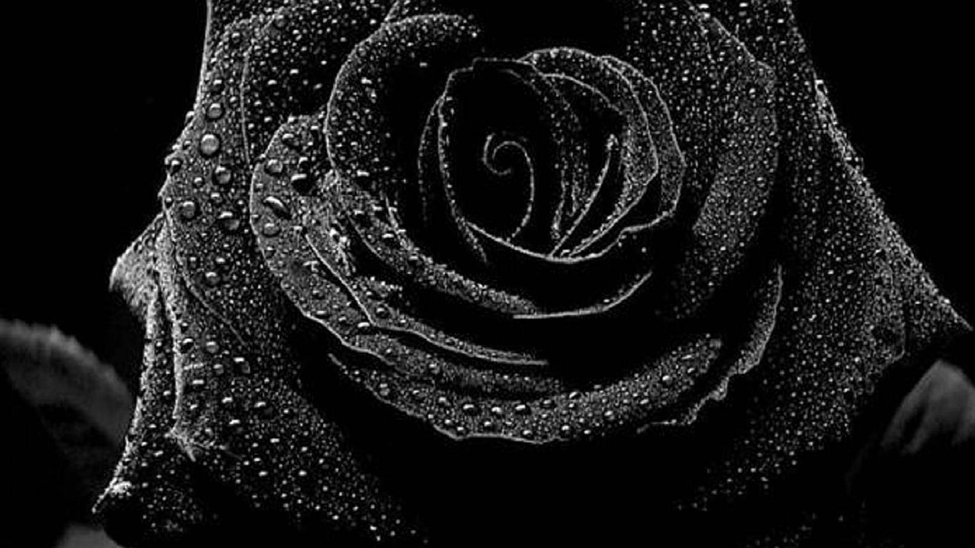 Dewy Black Aesthetic Rose Petals Background