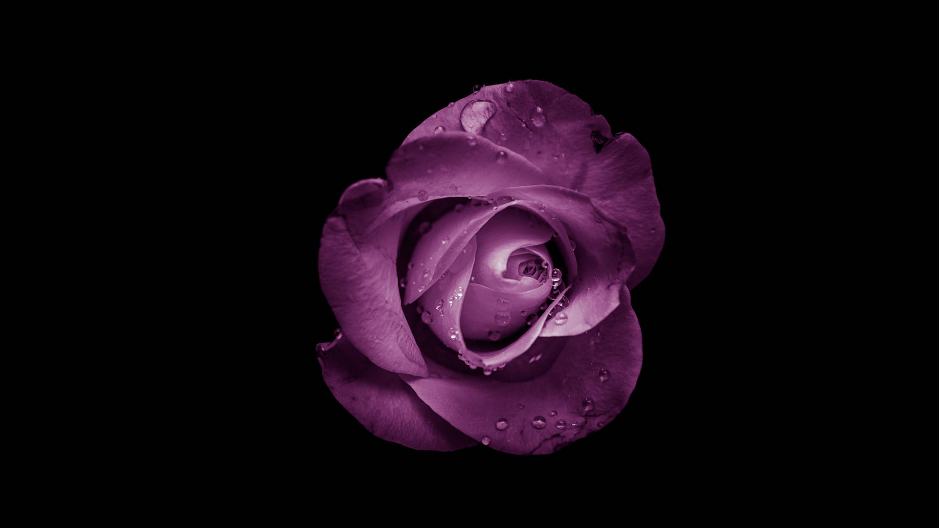 Dewy Black And Purple Aesthetic Rose