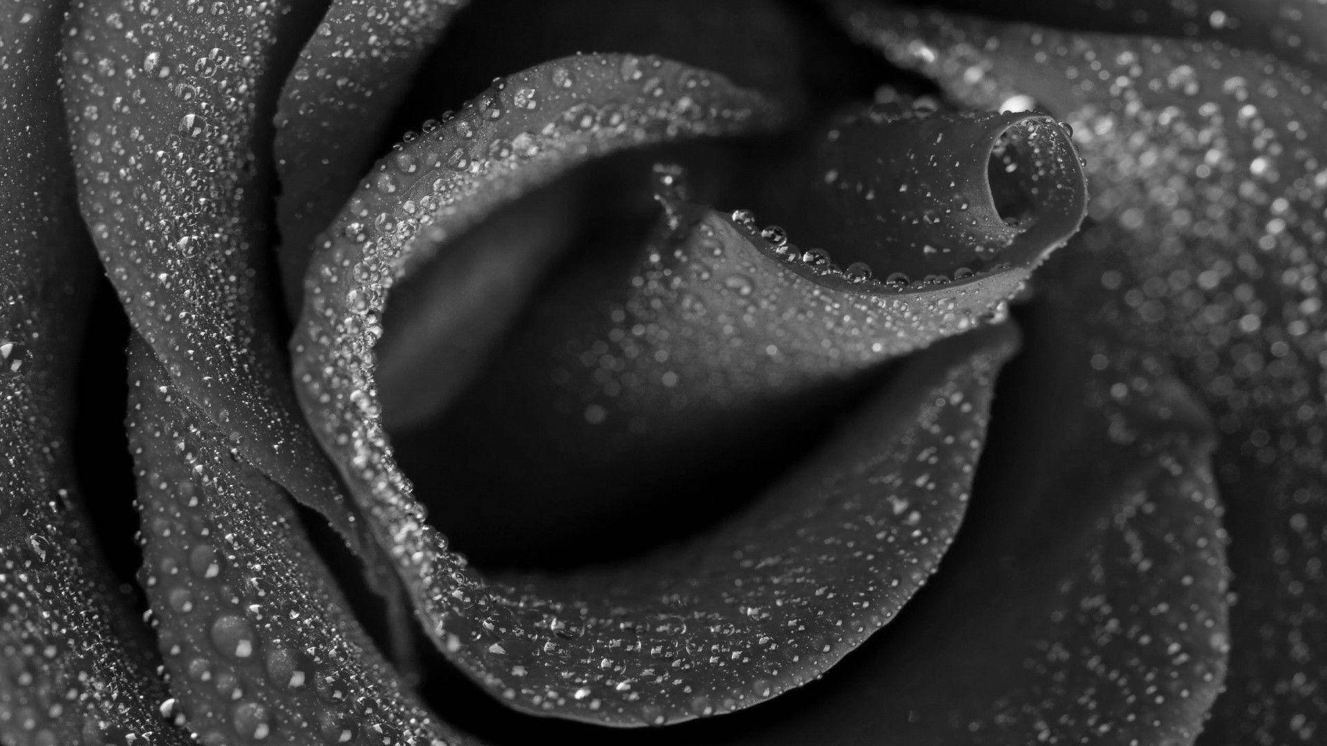 Dewy Black Rose Petals Background