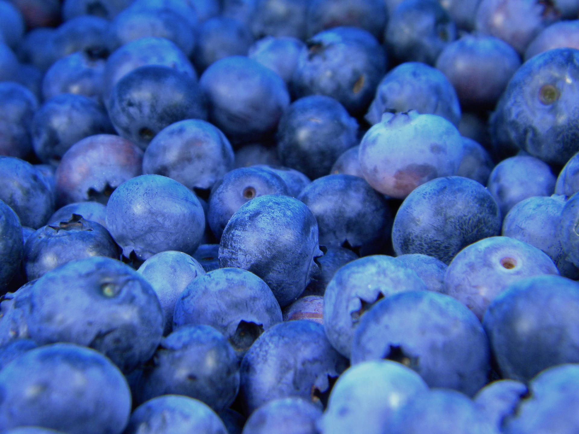 Dewy Blue Berries Background