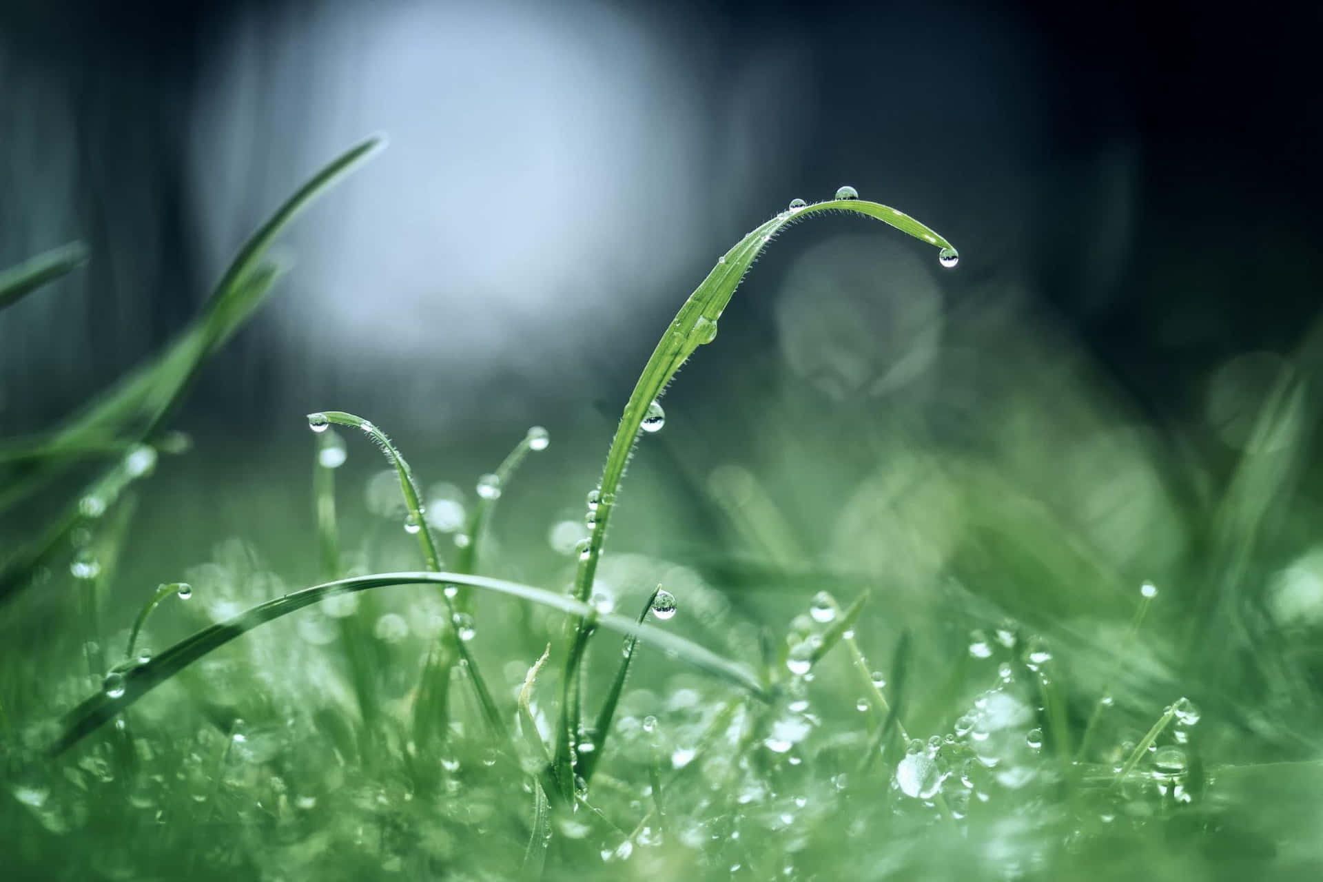 Dewy Grass Blades Macro Background