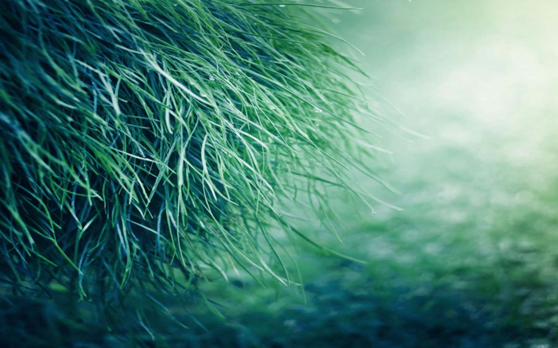 Dewy Grass Closeup Photography Background