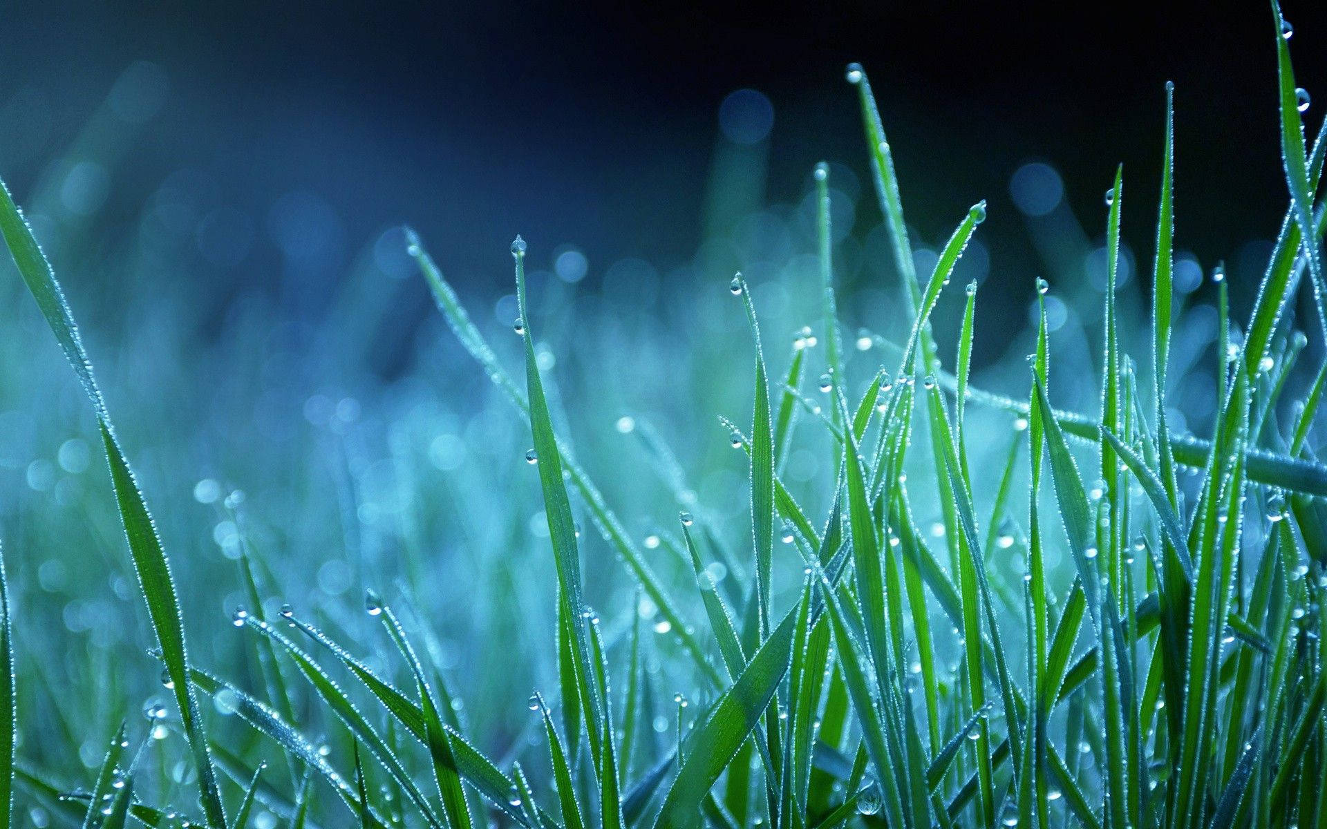 Dewy Grass Night Macro Background