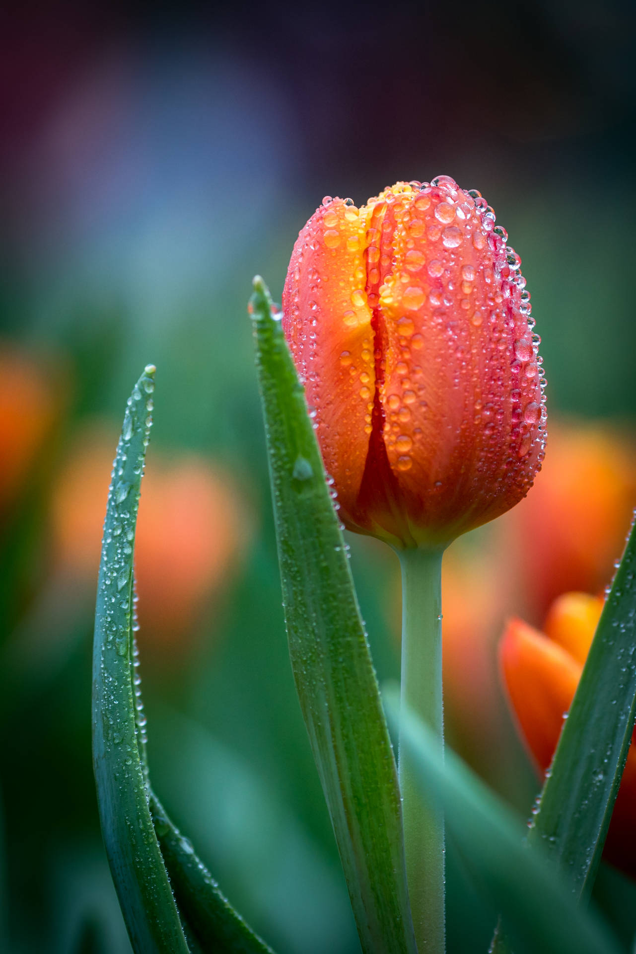 Dewy Orange Red Tulip