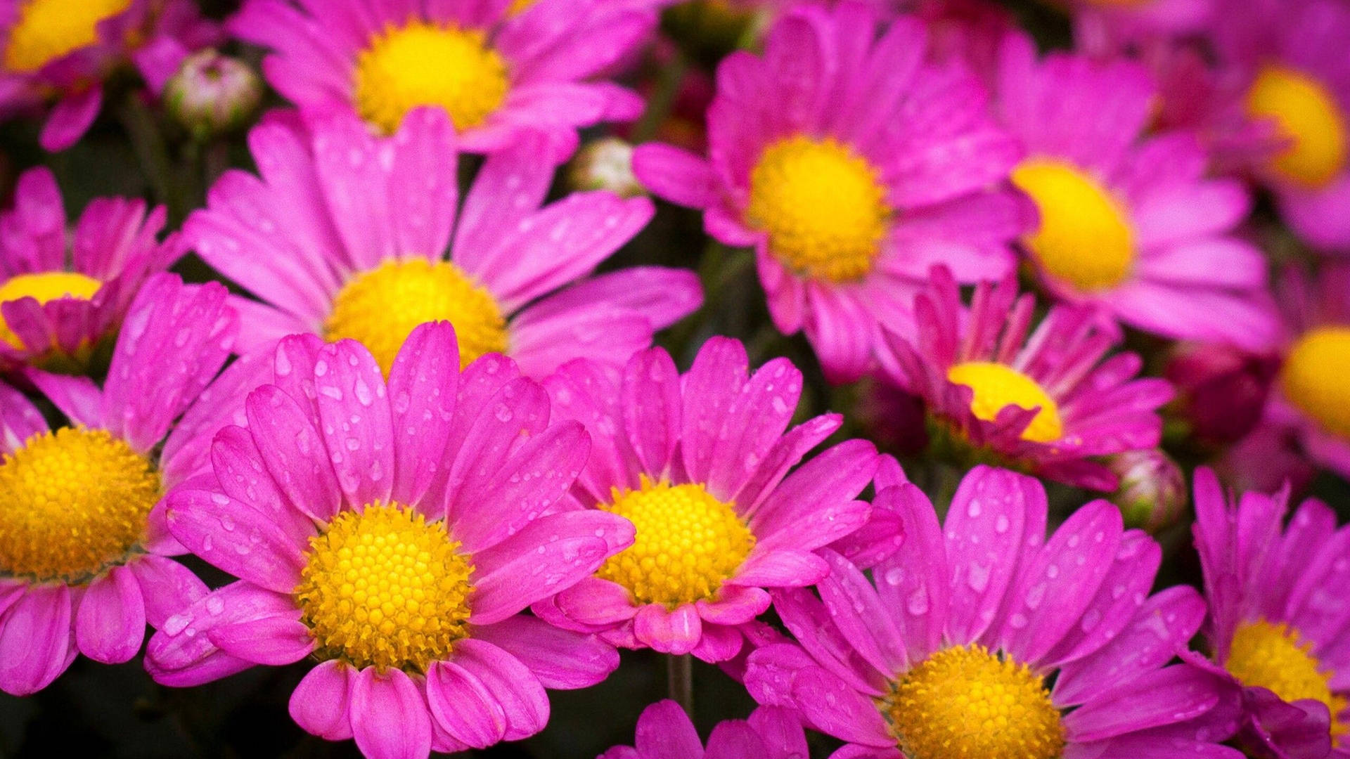 Dewy Pink Daisy Aesthetic Background