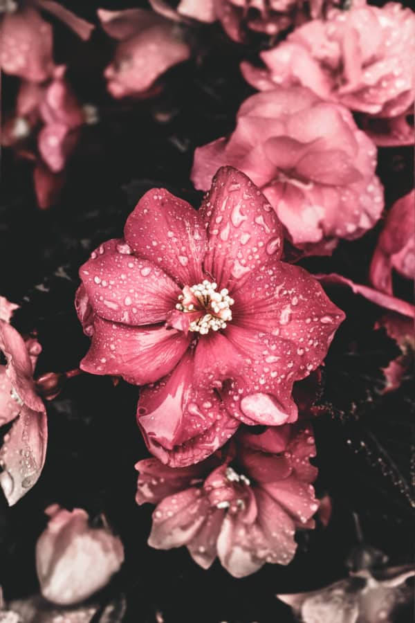 Dewy Pink Vintage Flower Aesthetic Background