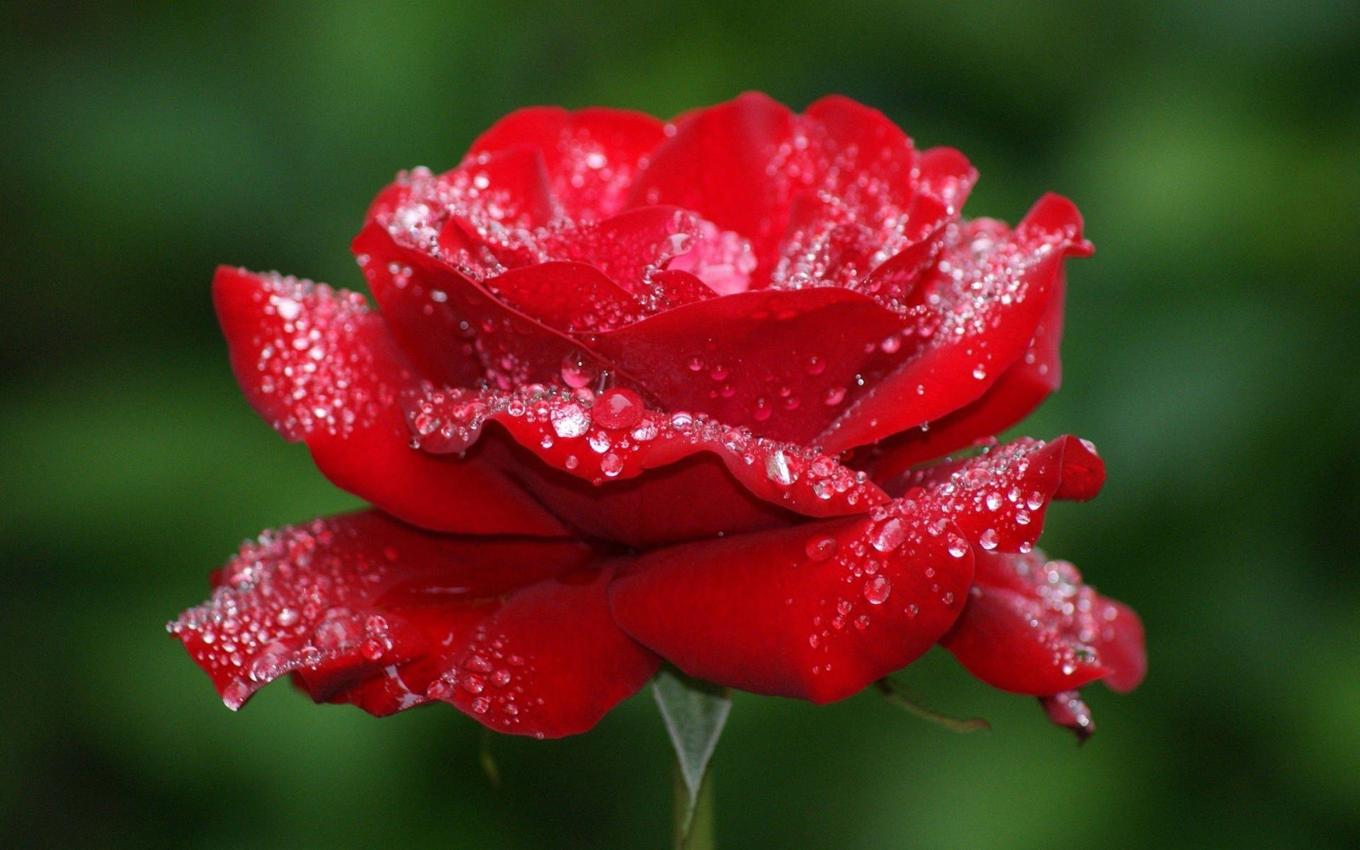 Dewy Red Beautiful Rose Hd Background