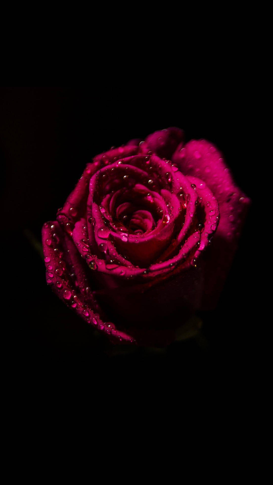 Dewy Red Rose Dark Hd Flowers Background