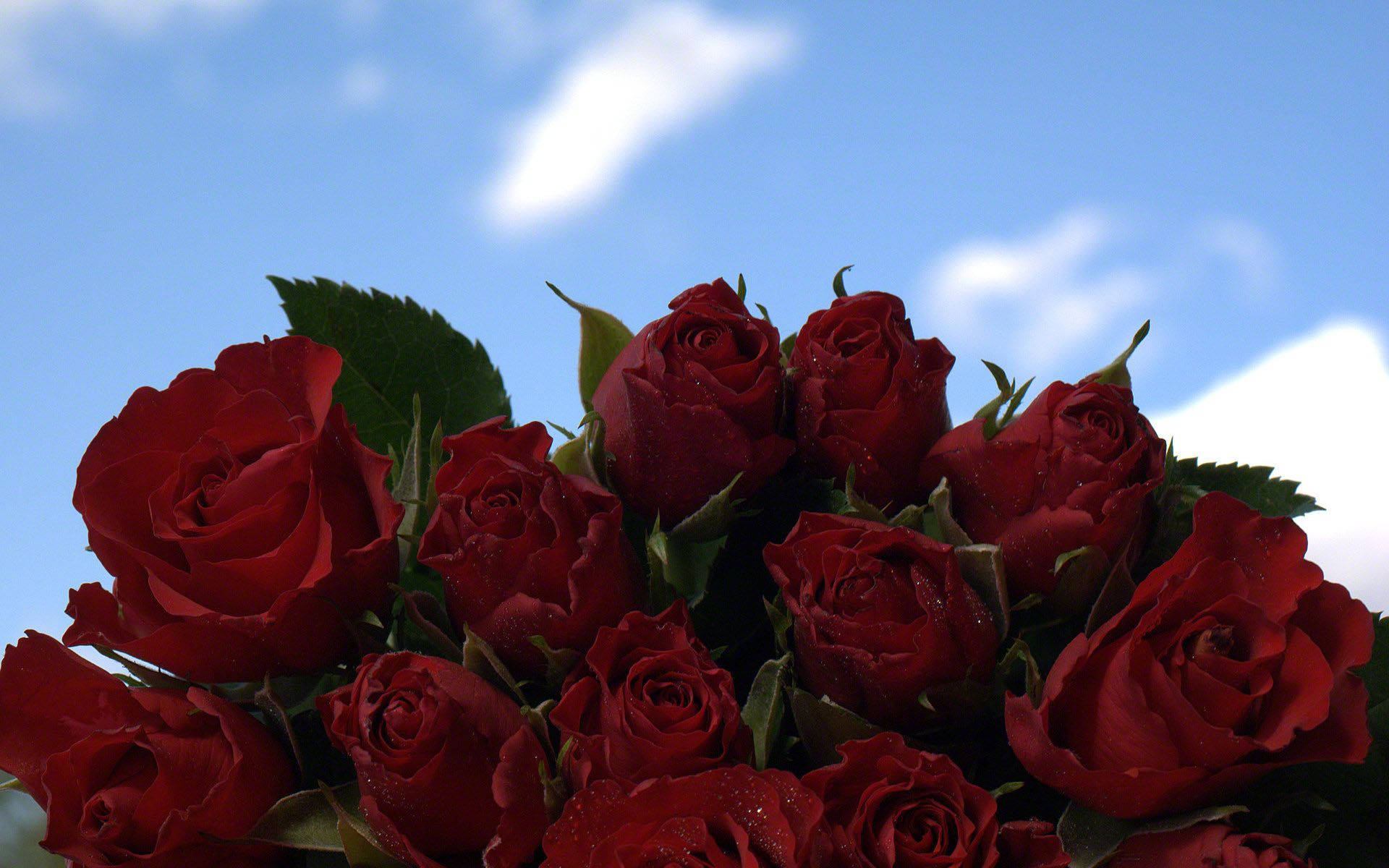 Dewy Red Roses Against Blue Sky Background