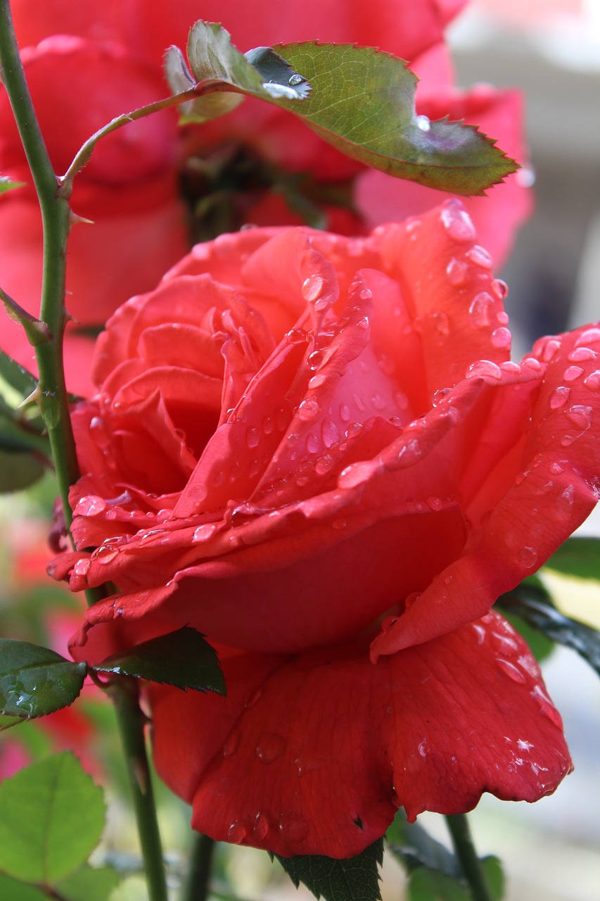 Dewy Romantic Rose Background