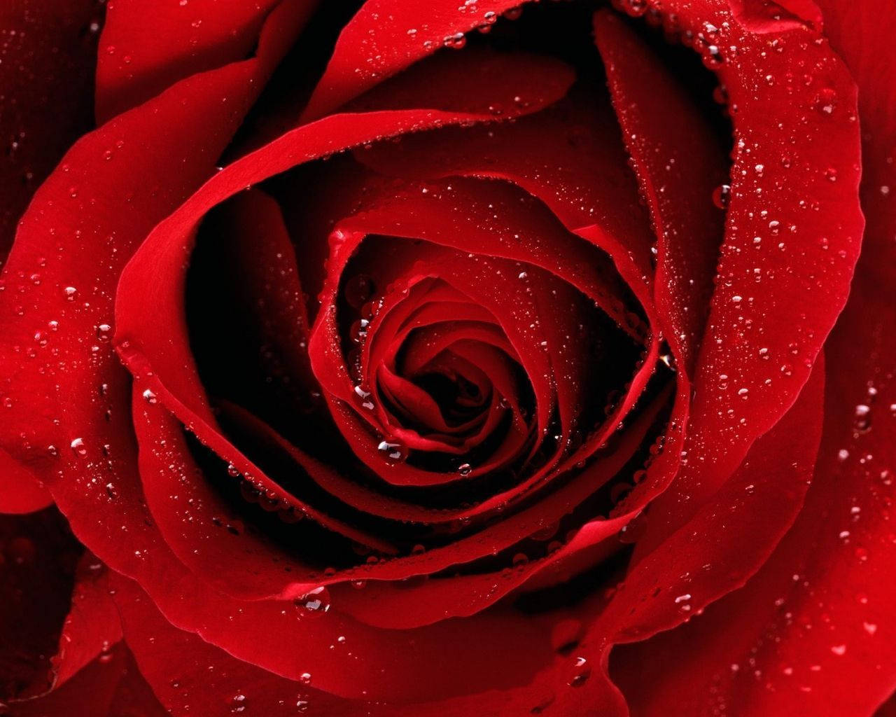 Dewy Rose Flower Desktop Background