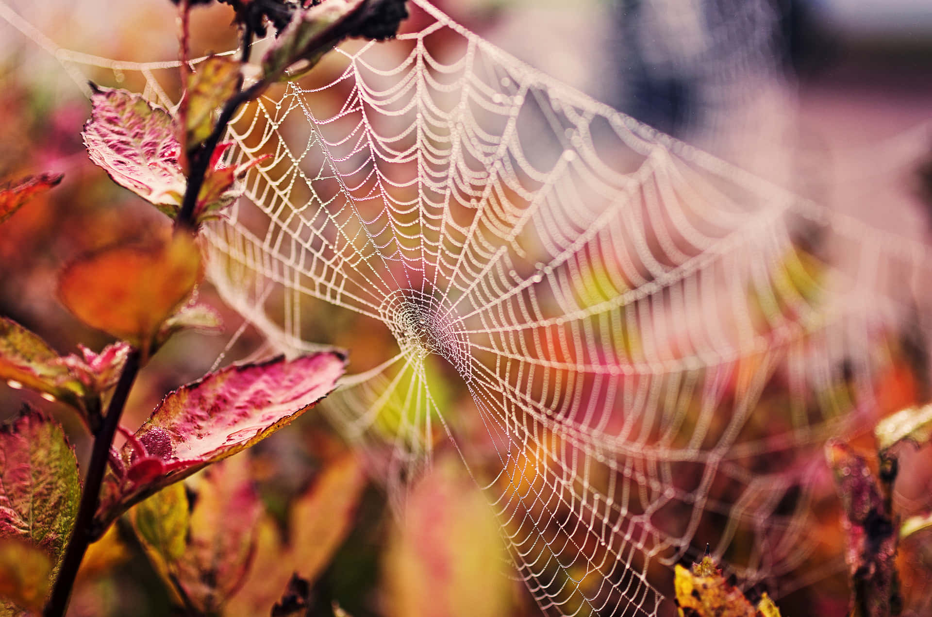 Dewy Spider Web Autumn Leaves.jpg