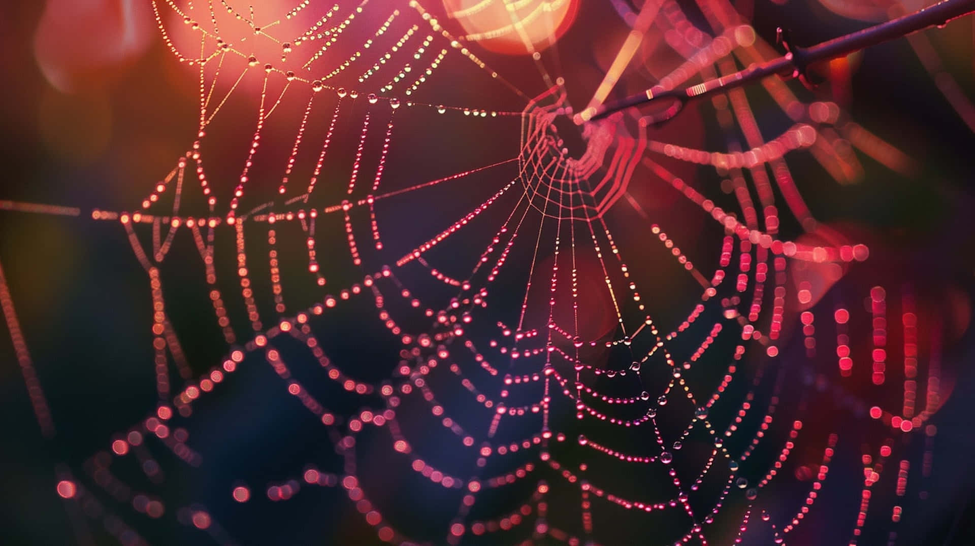 Dewy Spider Web Glowing Bokeh Background