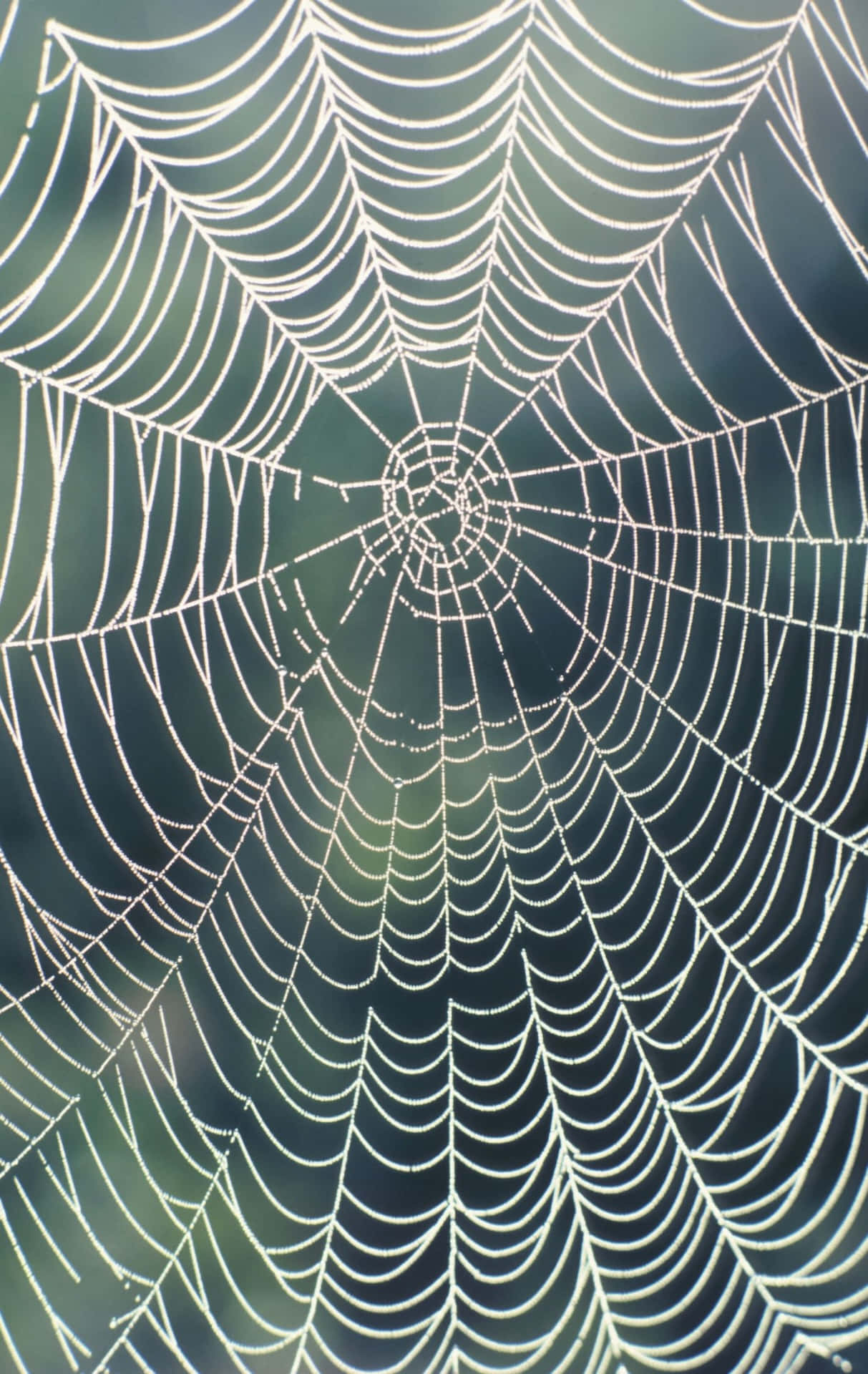 Dewy Spider Web Background