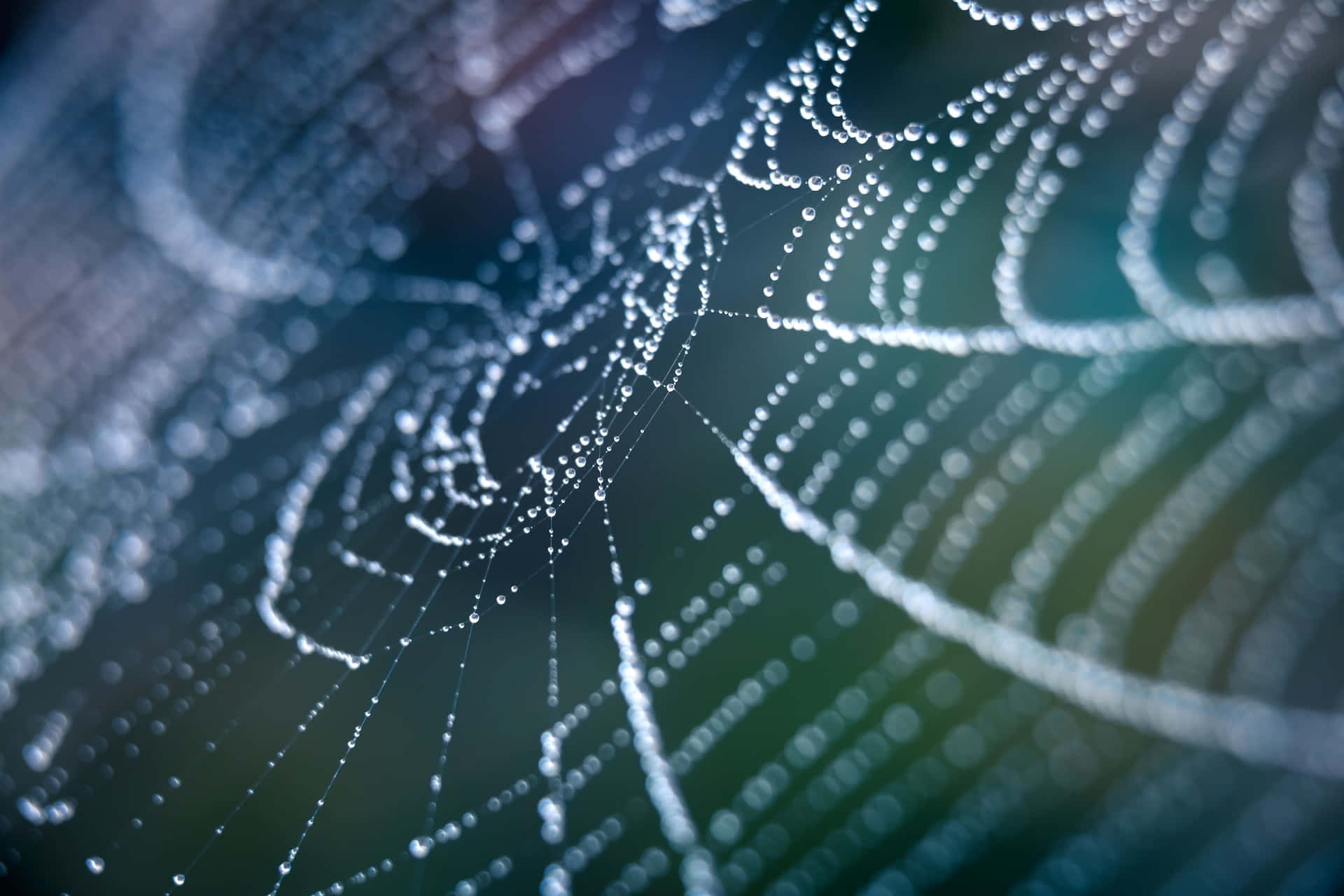Dewy Spider Web Macro