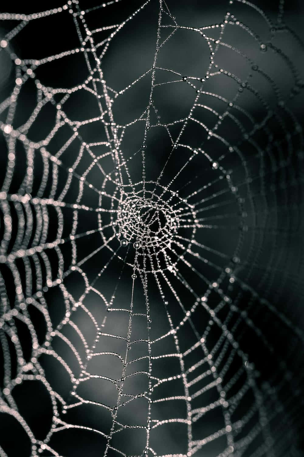 Dewy Spider Web Macro Photography Background